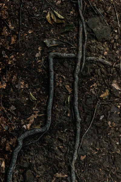 Top view of dry leaves on ground near roots — Stock Photo