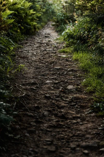 Selective focus of dry leaves near grass in woods — Stock Photo