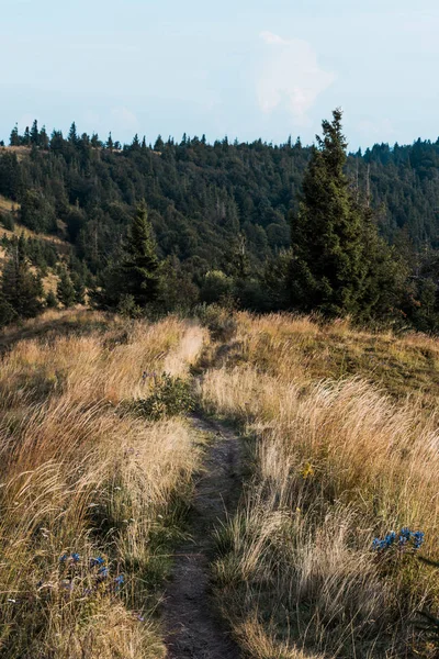 Sapins verts près de pelouse jaune avec de l'orge et des fleurs sauvages sur la colline — Photo de stock