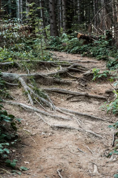 Green and fresh leaves near roots in forest — Stock Photo