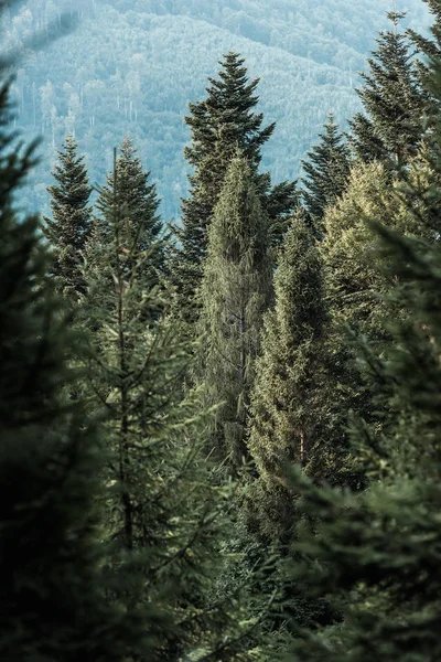 Selective focus of green pine trees in woods — Stock Photo