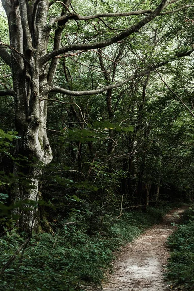 Sunlight on path near pine trees in woods — Stock Photo