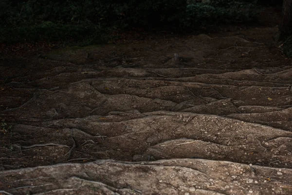 Kleine Felsen in der Nähe von Wurzeln auf dem Boden im Wald — Stockfoto