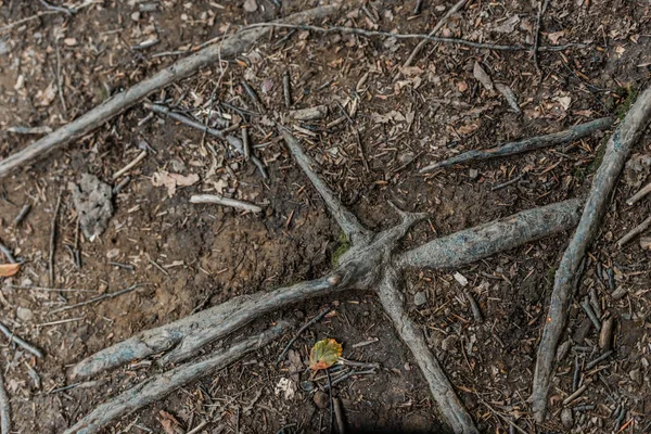 Vista superior de las hojas cerca de las raíces en el suelo en el bosque - foto de stock
