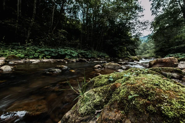Grüner Schimmel auf nassen Steinen in der Nähe von Fließgewässern — Stockfoto