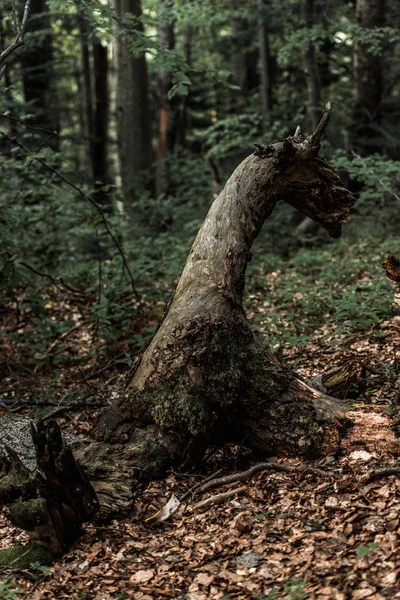 Селективний фокус сухого листя біля дерев у лісі — стокове фото