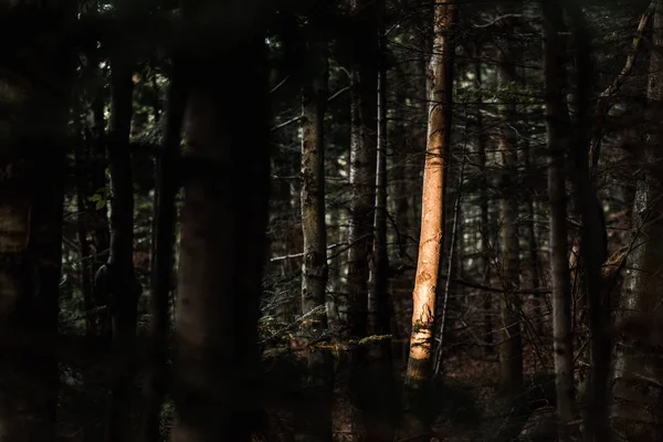 Luz solar no tronco da árvore na floresta escura — Fotografia de Stock