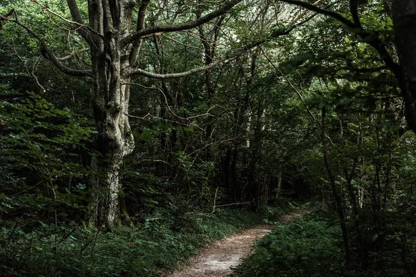 Сонячне світло на шляху біля зелених дерев у темному лісі — стокове фото