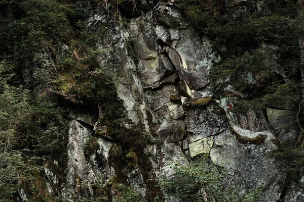 Feuilles vertes sur les arbres près des pierres dans la forêt — Photo de stock