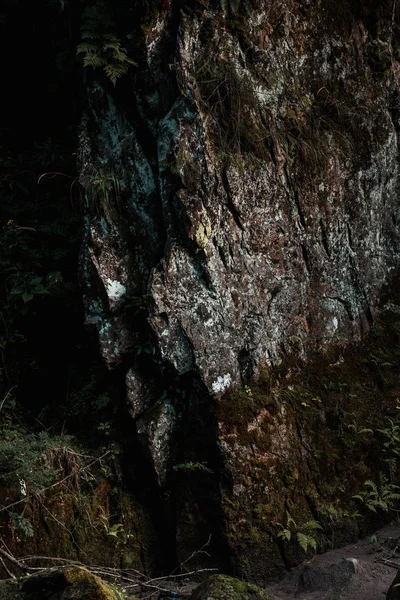 Moho verde en roca enorme cerca de plantas con hojas - foto de stock