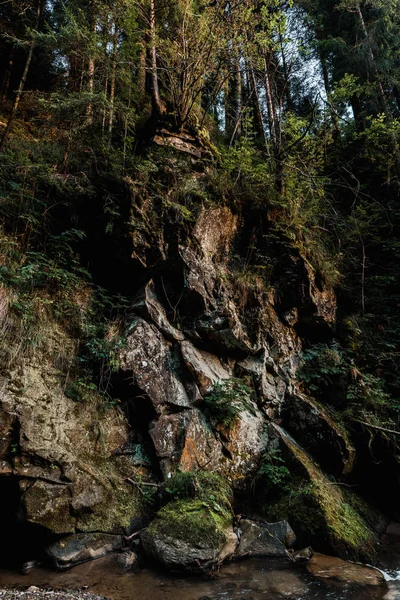 Schimmel auf Felsen in der Nähe grüner Bäume im Wald — Stockfoto