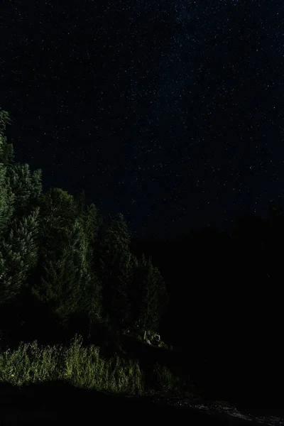 Низький кут зору дерев на нічне небо з зірками — стокове фото