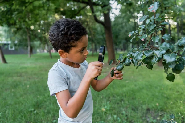 Lindo africano americano niño sosteniendo lupa cerca de hojas verdes - foto de stock