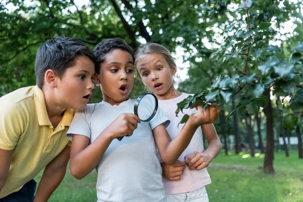 Шоковані мультикультурні діти дивляться на зелене листя, хоча збільшувач — стокове фото