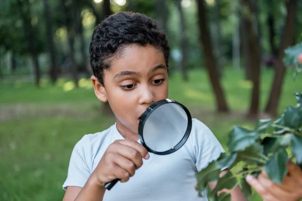 Селективный фокус шокированного африканского американского ребенка, смотрящего на листья через увеличитель — стоковое фото
