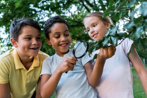 Вибірковий фокус веселих мультикультурних дітей, які дивляться на листя через збільшувач — стокове фото