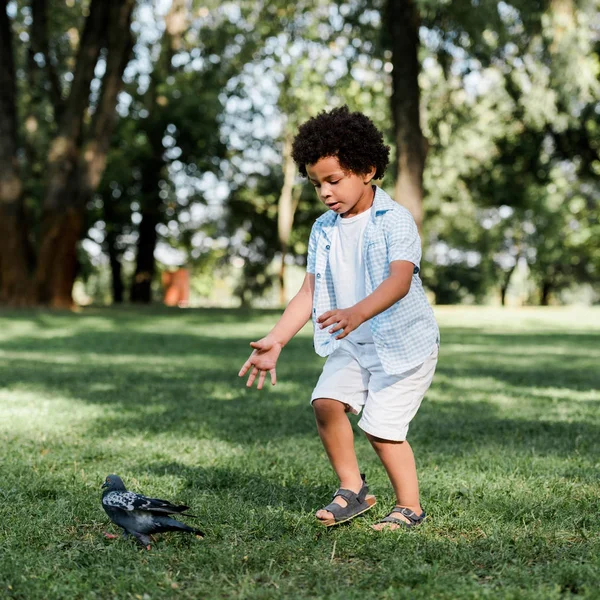 Cute african american kid gesturing while looking at pigeon — Stock Photo