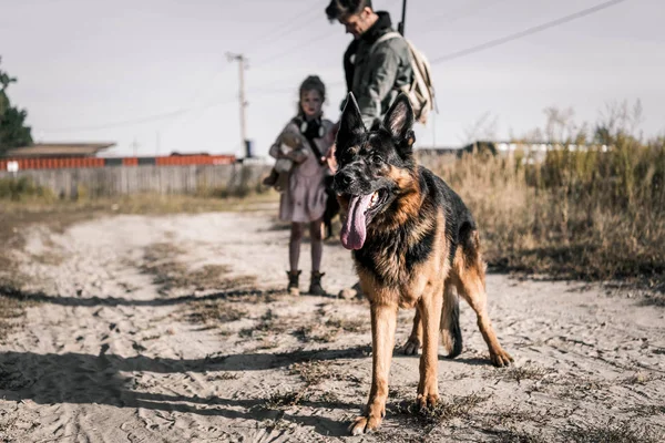Selective focus of german shepherd dog on road near man and kid, post apocalyptic concept — Stock Photo