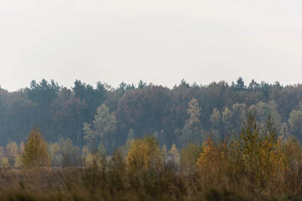 Árboles verdes en el bosque contra el cielo gris - foto de stock