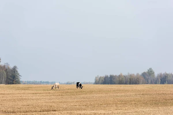 Корови, що стоять у полі на тлі блакитного неба — стокове фото