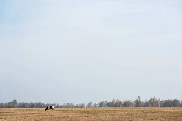 Черно-белая корова, стоящая в поле против голубого неба — стоковое фото