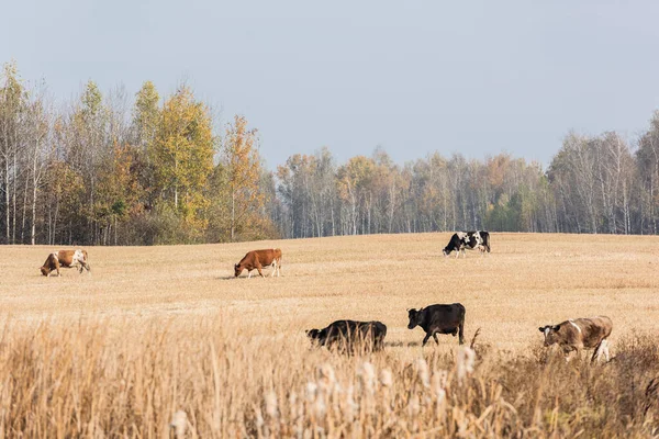 Messa a fuoco selettiva di mucche con tori in piedi in campo contro il cielo blu — Foto stock
