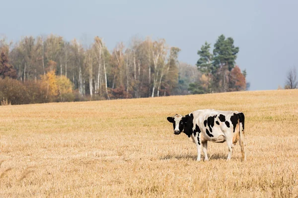Чорно-біла корова стоїть у пасовищі на тлі блакитного неба — стокове фото