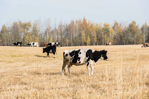 Enfoque selectivo de la manada de vacas de pie en el pasto contra el cielo azul - foto de stock