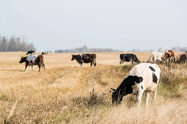 Foco selectivo de rebaño de vacas y toros de pie en los pastos - foto de stock