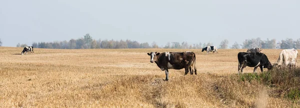 Panoramic concept of herd of cows and bulls standing in pasture — Stock Photo