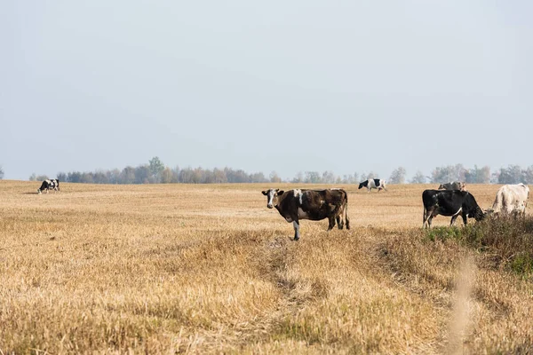 Вибірковий фокус стада биків і корів, що стоять у пасовищі — стокове фото