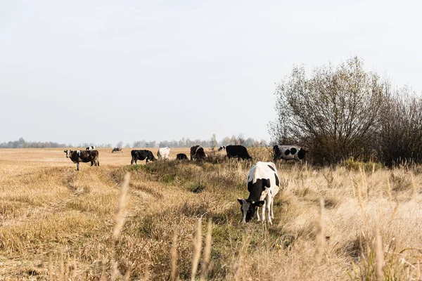 Selektiver Fokus der Bullen- und Rinderherde auf dem Feld — Stockfoto