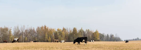 Панорамна орієнтація стада биків і корів, що стоять у полі — стокове фото