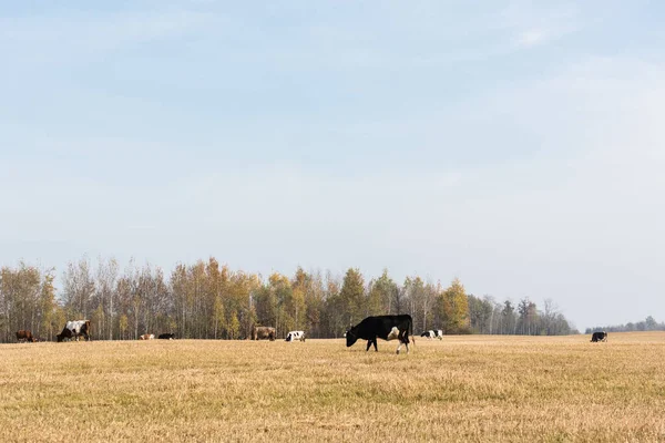 Стадо биків і корів, що стоять у полі на тлі блакитного неба — стокове фото