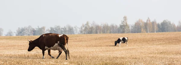 Horizontales Bild von Kühen, die im Feld gegen grauen Himmel laufen — Stockfoto