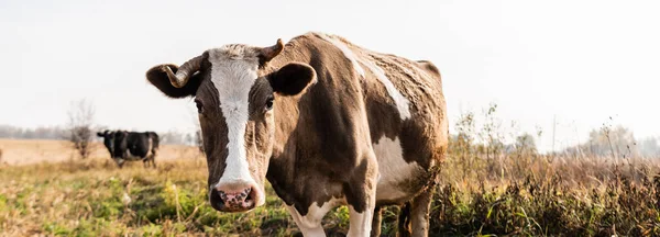 Горизонтальний урожай корови дивиться на камеру, стоячи в полі — стокове фото