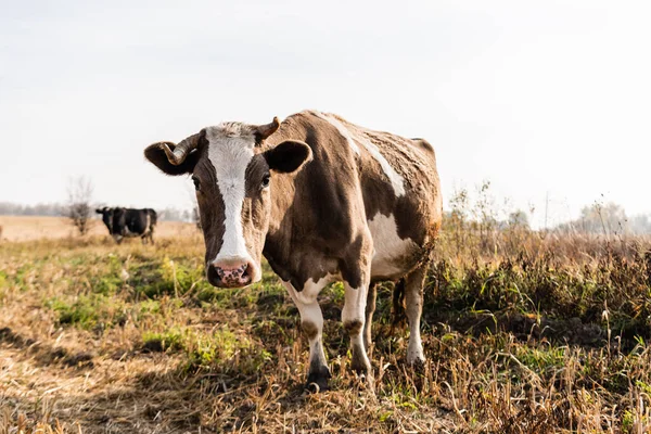 Selektiver Fokus der Kuh, die im Feld auf die Kamera blickt — Stockfoto