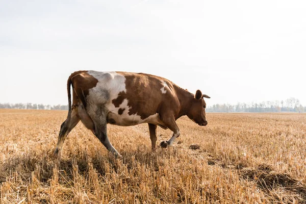 Stier läuft auf goldenem Rasen gegen bewölkten Himmel — Stockfoto