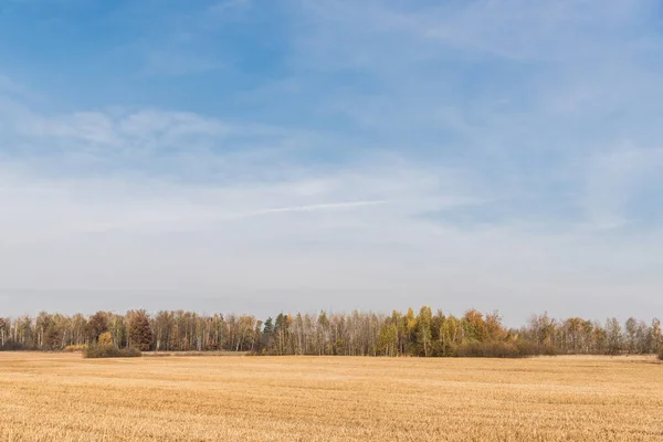 Prairie dorée près des arbres verts contre ciel bleu avec des nuages — Photo de stock