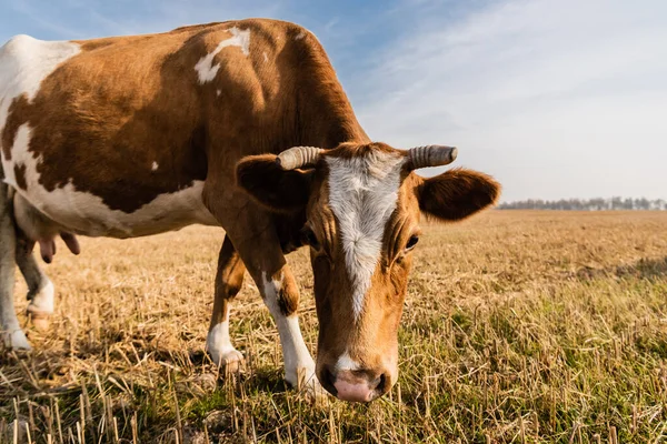 Foco seletivo de touro com chifres em pé no campo contra o céu azul — Fotografia de Stock