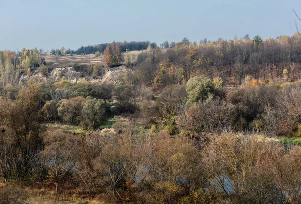 Árboles verdes en el bosque contra el cielo azul - foto de stock