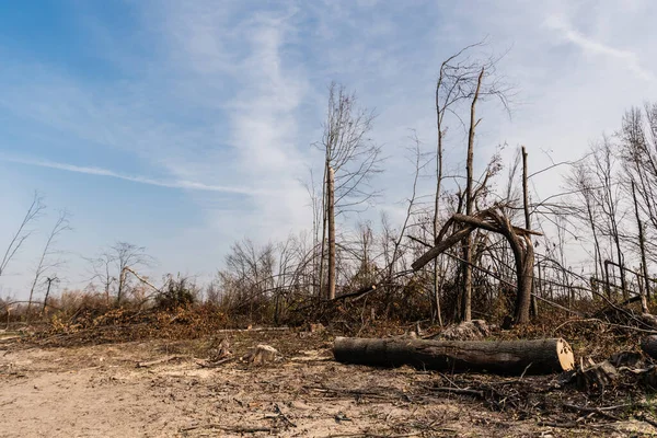 Troncos perto de paus e árvores contra o céu azul — Fotografia de Stock