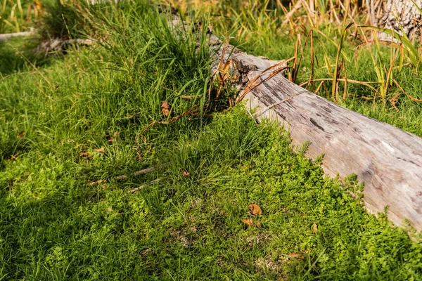 Luce del sole su tronco di legno vicino erba verde — Foto stock