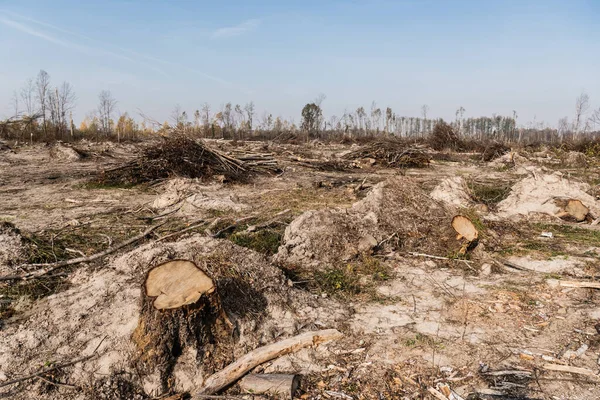 Sole su tronchi d'albero vicino a bastoni su terra — Foto stock