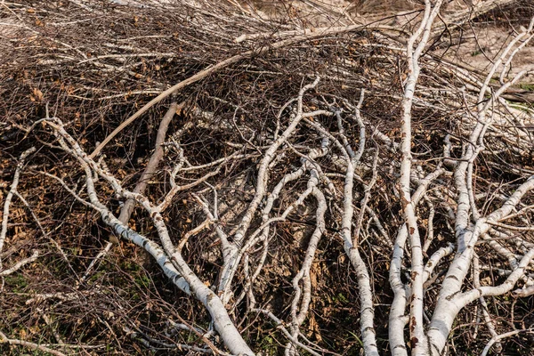 Sunlight on sticks and branches of tree on ground — Stock Photo