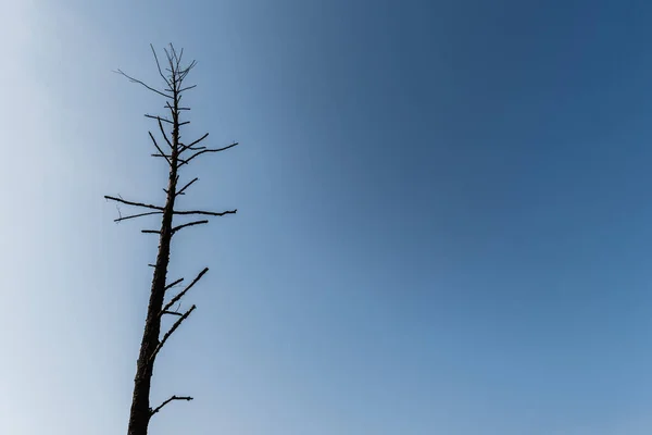 Visão de ângulo baixo de ramos na árvore escura contra o céu azul — Fotografia de Stock
