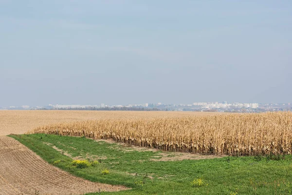 Campo di segale dorato vicino erba verde contro cielo blu — Foto stock