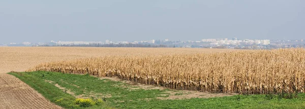 Imagem horizontal do campo de centeio dourado perto de grama verde contra o céu azul — Fotografia de Stock