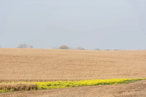 Yellow blooming flowers near golden wheat field — Stock Photo