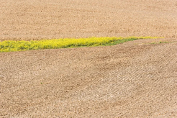 Fiori gialli in fiore vicino al campo di segale dorato — Foto stock